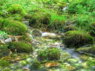 Little stream in the forest