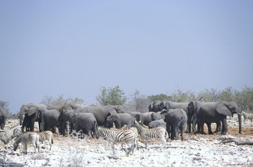 herd of elephant