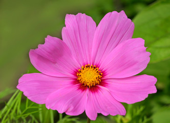 Obraz premium pink flower