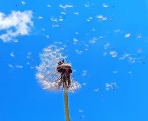 dandelion in wind