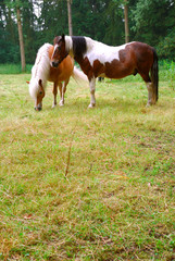Naklejka na ściany i meble Rural scene in belgium, horses grazing in the meadow 