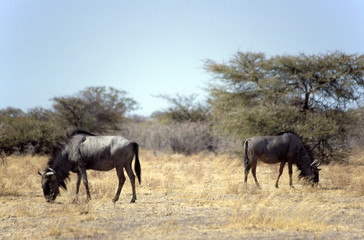 gnu at the etosha park