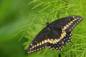 butterfly on green leaves