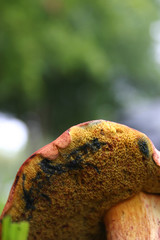 Morgan_mushroom18_070607