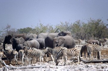 elephants and zebras