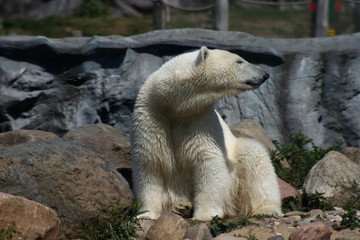 Eisbär