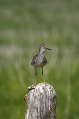Lesser Yellowlegs 4