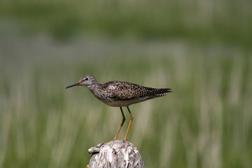 Lesser Yellowlegs 2