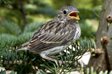 a young chipping sparrow fresh from the nest