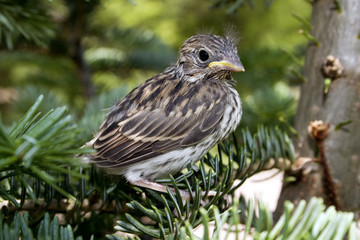 a young chipping sparrow fresh from the nest