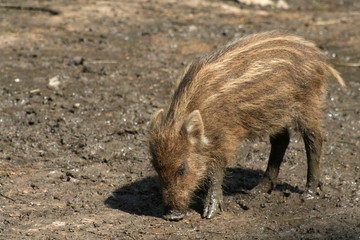 Frischling auf Futtersuche