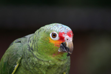 Gelbwangenamazone