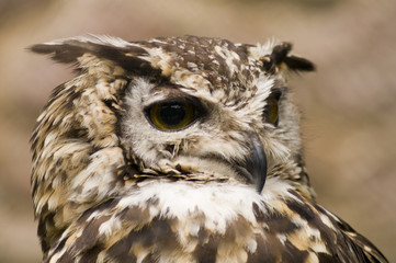 Ethiopian Eagle Owl looking at viewer - landscape orientation