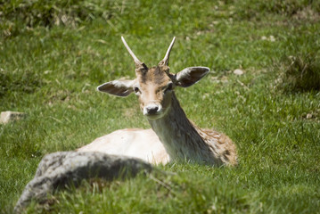 Male Deer laying on grass in meadow - landscape orientation