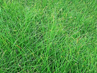 healthy grass