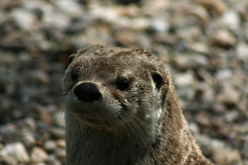 Fischotter
