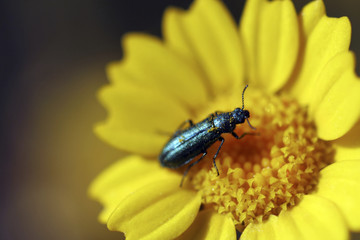 close up macro from green bug in yellow daisy