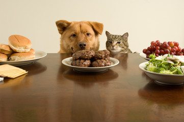 Dog and cat ready for the feast - 3643907
