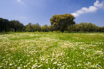 landscape in spring with white daisies