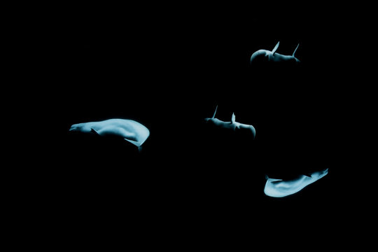 4 blue tone belugas on isolated black background