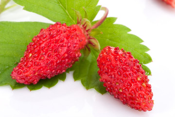 Closeup of organic home grown delicious wild strawberries