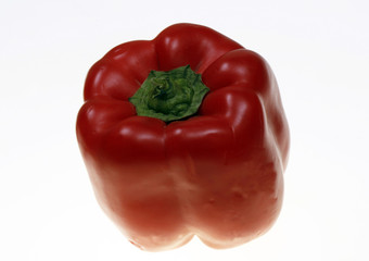 Capsicum