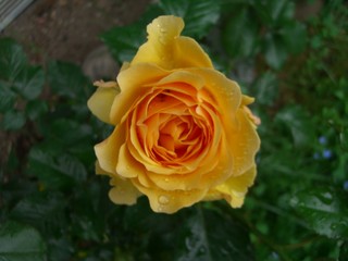 gelbe Rose