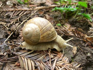 Weinbergschnecke
