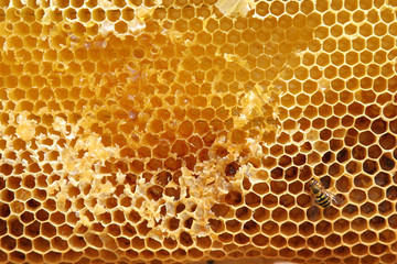 Close-up of natural honeycomb partially filled with honey