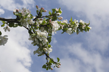 apple tree branch on a sky background 
