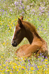 cheval 10