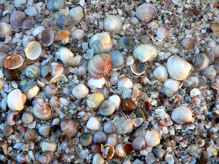 seashells