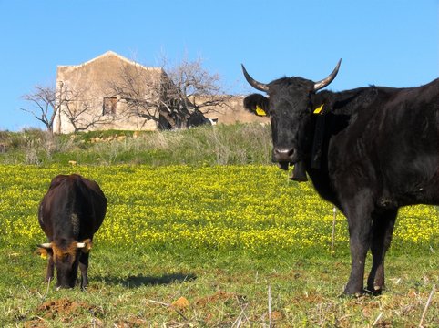 bovini al pascolo