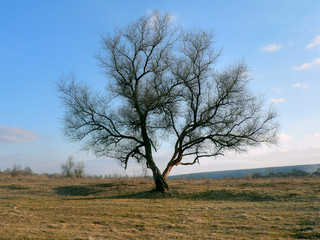 Fototapeta na wymiar tree