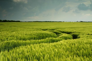 Dark wheat field landscape