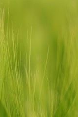 Wheat close-up
