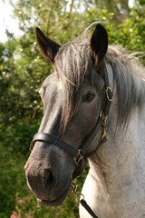 Fototapeta premium Black headed horse