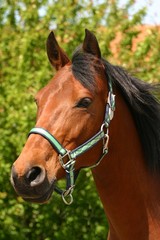 Obraz premium Arabian bay