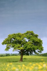 Fototapeta na wymiar Single summer tree