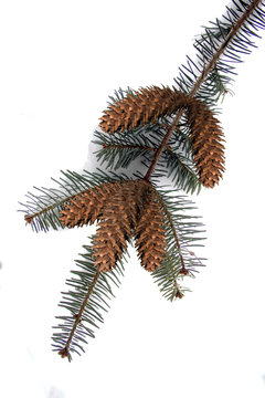 A Pine Bough With Pine Cones