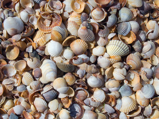 Cockleshell beach surface