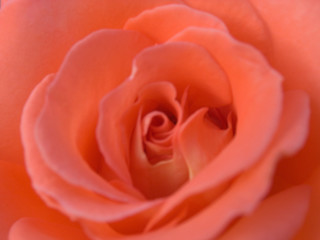 Red rose flower (close-up, natural background)