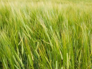 Green spelt, from which how it will be ripe bread will make