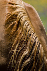 cheval 09
