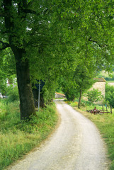 Country road going into a farmhouse in Umbria