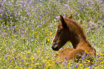 cheval 06