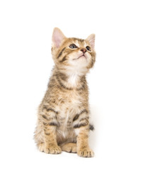 Kitten looking up on white background