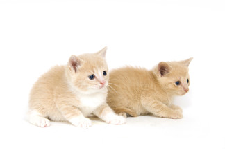 Yellow kittens on white background
