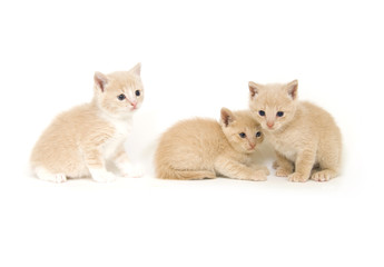 Yellow kittens on white background