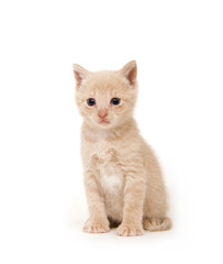 Yellow cat on white background